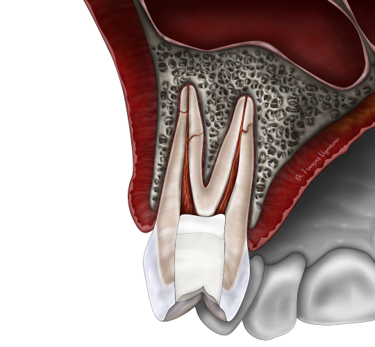 Les techniques de conservation de la vitalité pulpaire au Cabinet EndoSpé, endodontie exclusive à Paris 15ᵉ