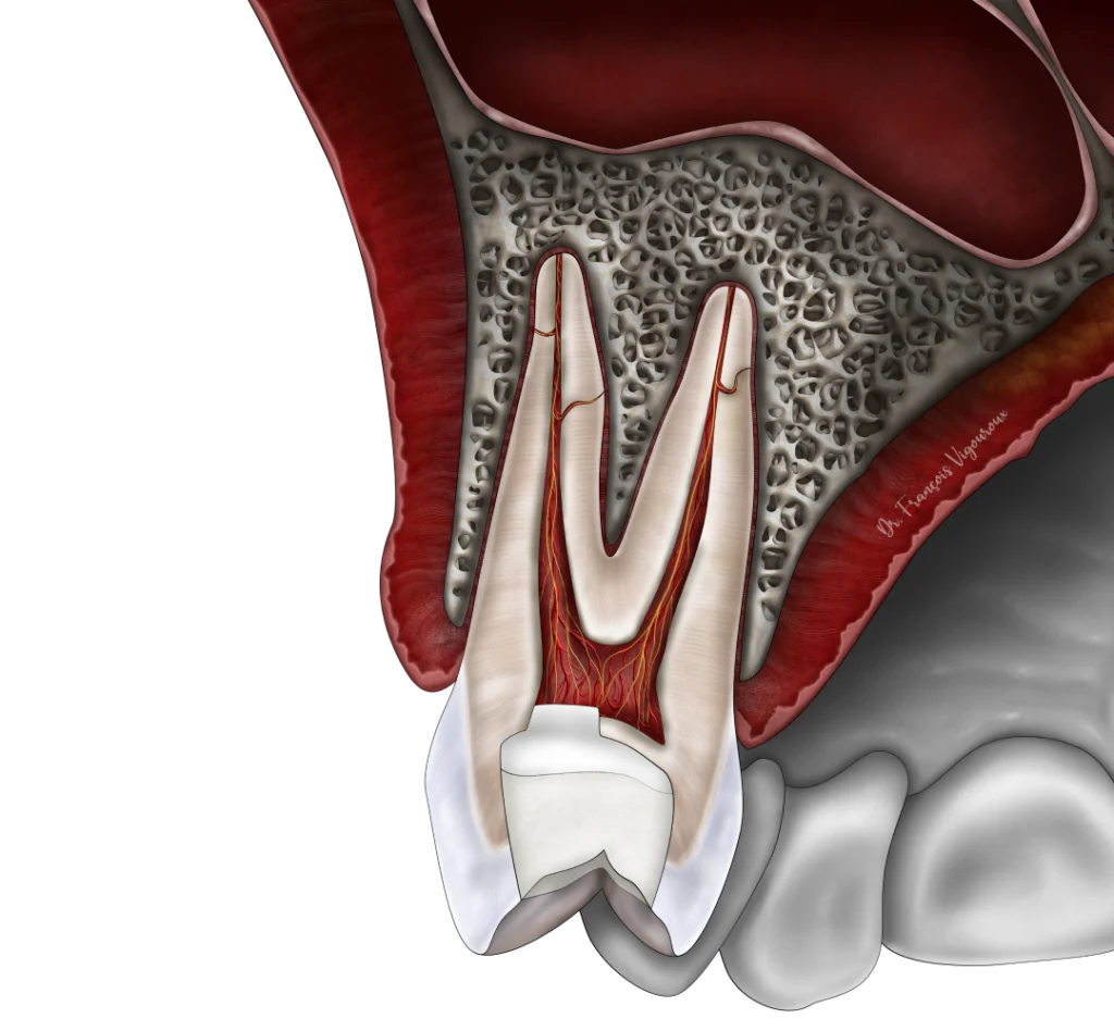 Les techniques de conservation de la vitalité pulpaire au Cabinet EndoSpé, endodontie exclusive à Paris 15ᵉ
