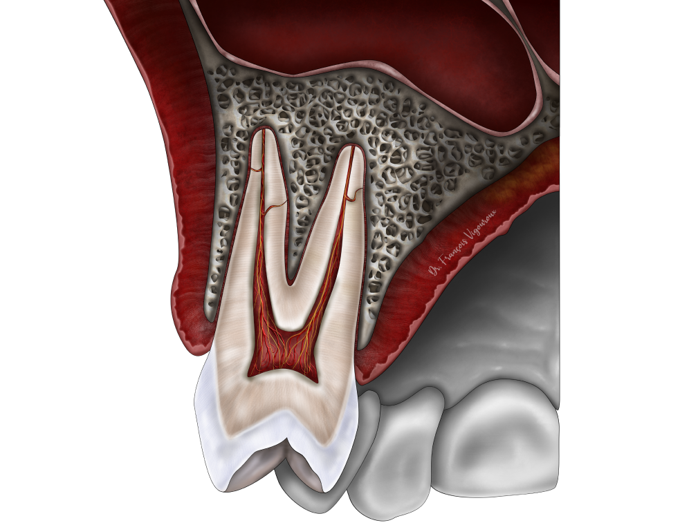 racines dentaire au Cabinet EndoSpé, endodontie exclusive à Paris 15ᵉ